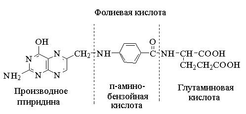 Фолиевая кислота также содержится в дыне