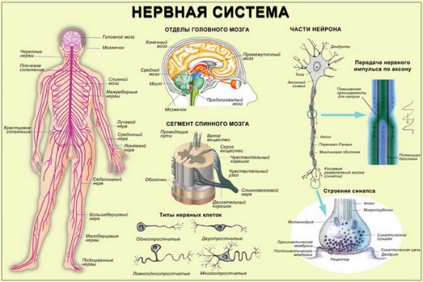 Нервная система человека 