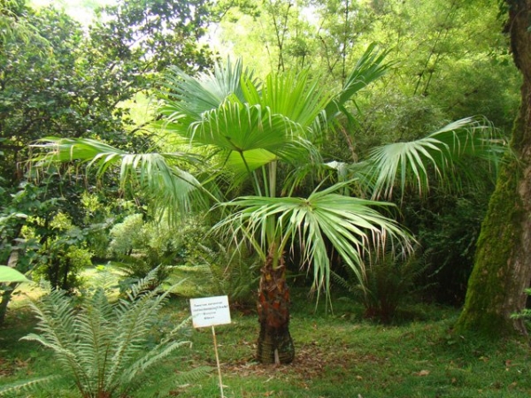 Карликовая пальма