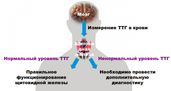Зависимость нормы ТТГ и щитовидной железы