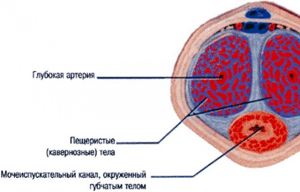 Виасан-ЛФ: форма препарата, особенности применения, совместимость с .