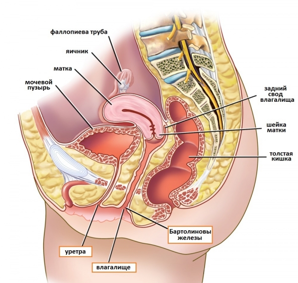 Женская Виагра комплексно влияет на женскую репродуктивную систему 