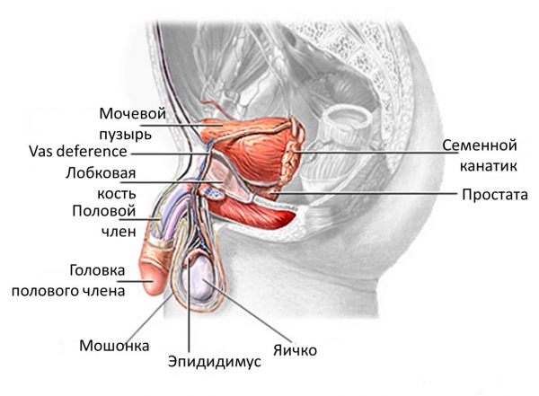 Схема мочеполовой системы мужчины